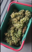 Basket of grapes A plastic basket showing a bunch of grapes
